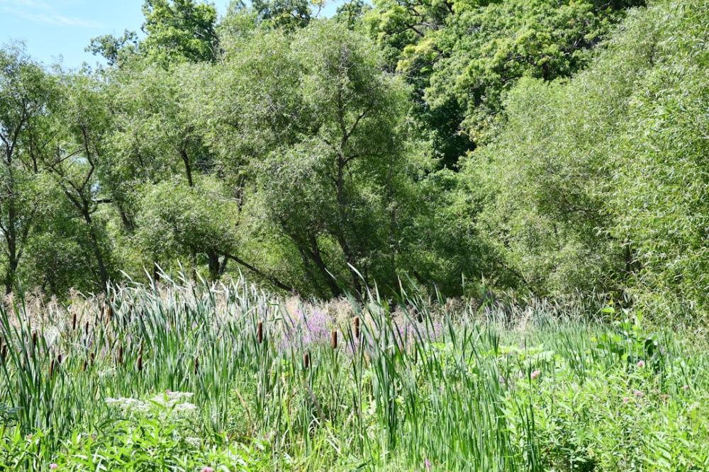 Skab en vildkatte-oplevelse, du aldrig glemmer!